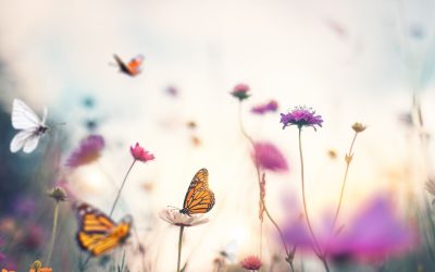 Humanity is Undergoing a Radical Phase Shift